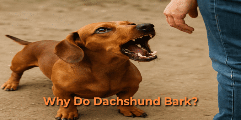 Why Do Dachshund bark? Dachsden.com