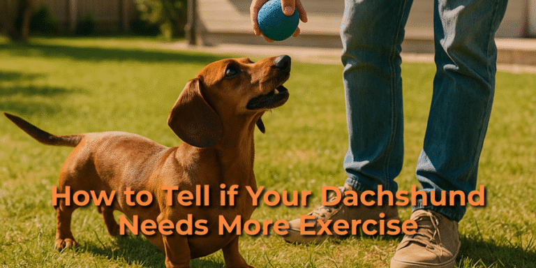 How to Tell if Your Dachshund Needs More Exercise: Detailed Guide | Dachsden.com